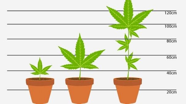 Cannabis-Anbau Zu Hause: Vorschriften, Vorteile Und Herausforderungen