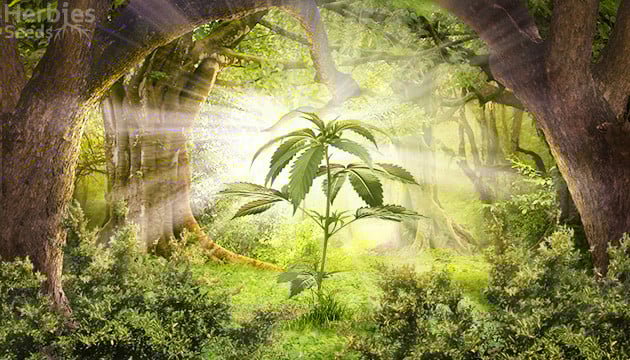 Cannabis Im Wald Anbauen: Vor- Und Nachteile Einer Versteckten Kultivierung