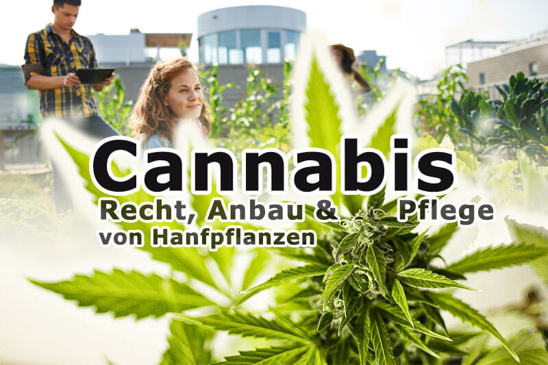 Cannabis Anbau Lizenz: Das Sollten Sie Beachten